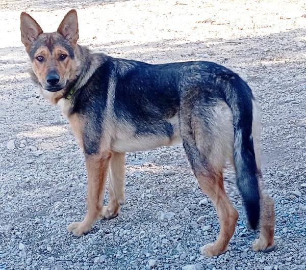 Ninì, affettuosa, sicuro abbandono Foto 5